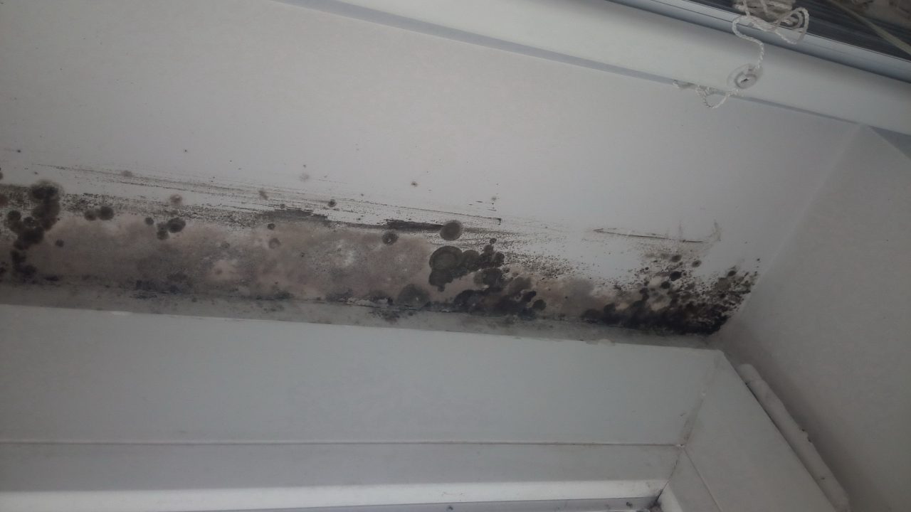 mold-1280x720.jpeg